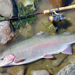 ラインブレイク多発 ～岡崎トラウトポンド～